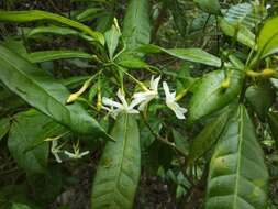 Sivun Tabernaemontana citrifolia L. kuva