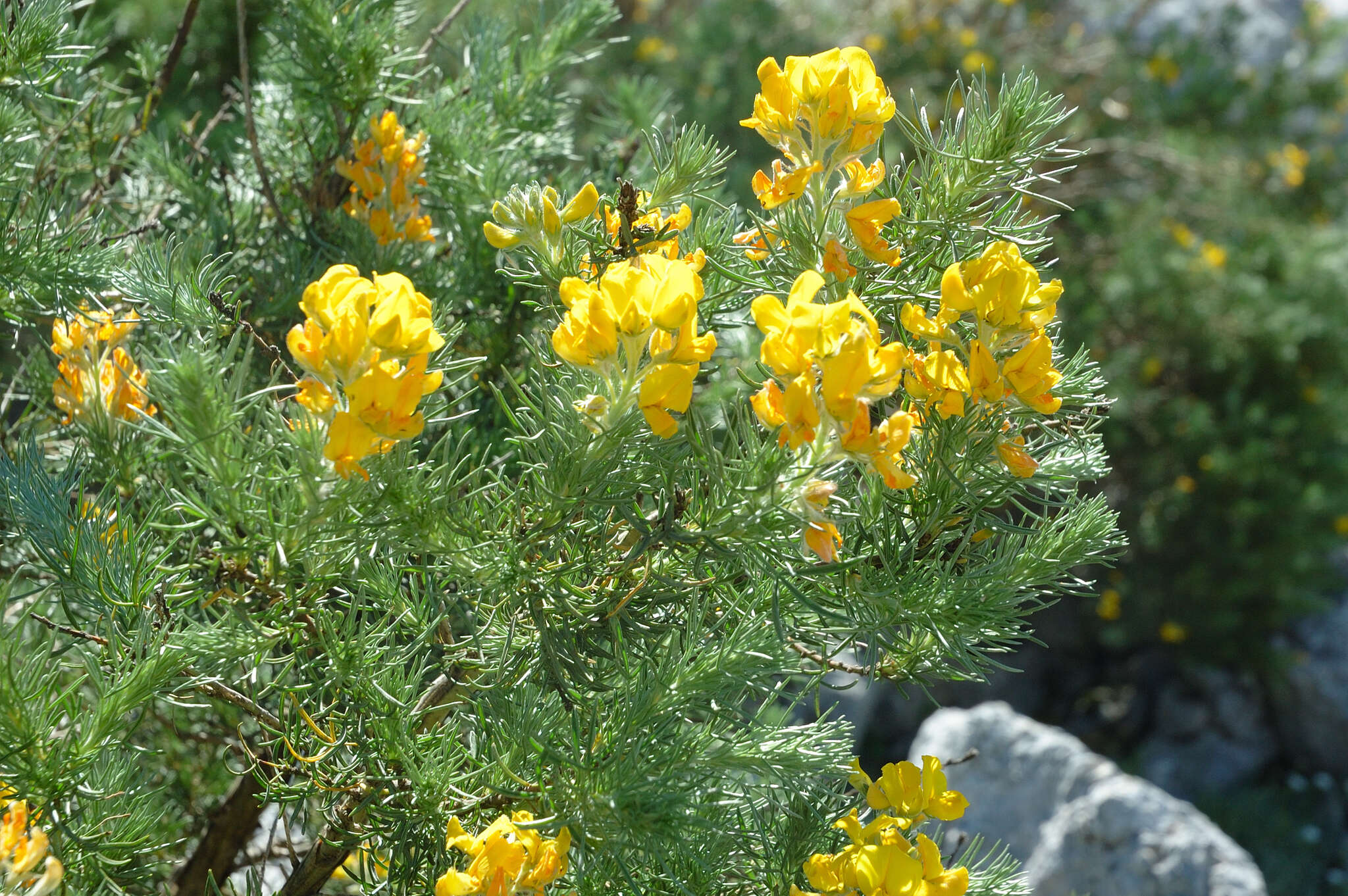 Image of Adenocarpus decorticans Boiss.