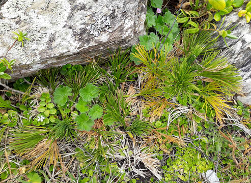 صورة Aciphylla dieffenbachii (F. Müll.) T. Kirk