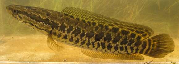 Image of Blotched snakehead