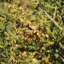 Image of Phoradendron brachystachyum (DC.) Eichler