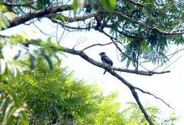 Image of Buff-bellied Puffbird