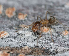 Image of Velvety Tree Ant