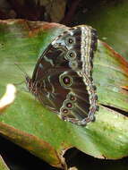 صورة Morpho helenor Cramer 1782