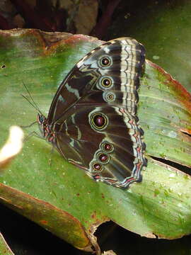 Imagem de Morpho helenor Cramer 1782