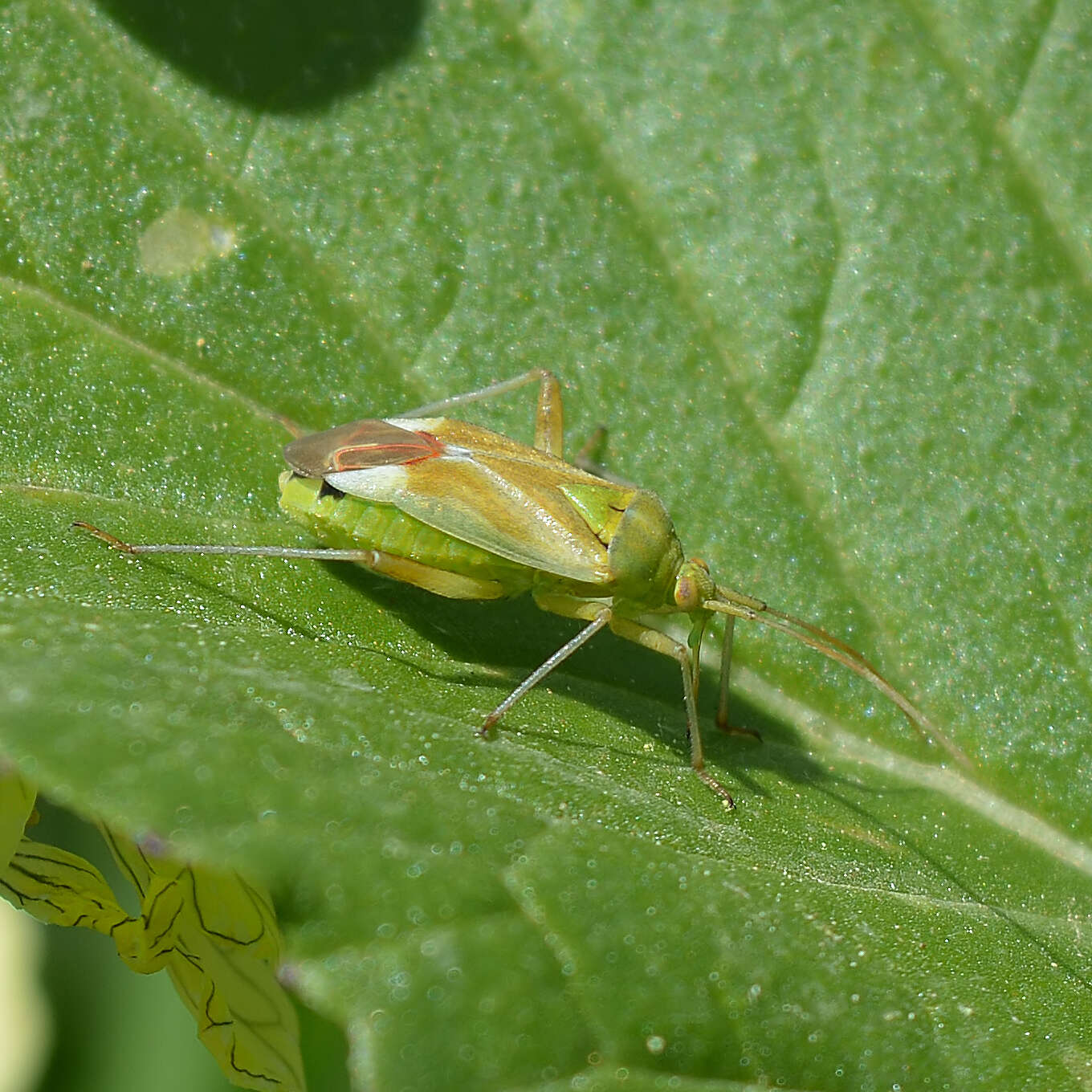 Image of Reuterista instabilis (Fieber 1861)