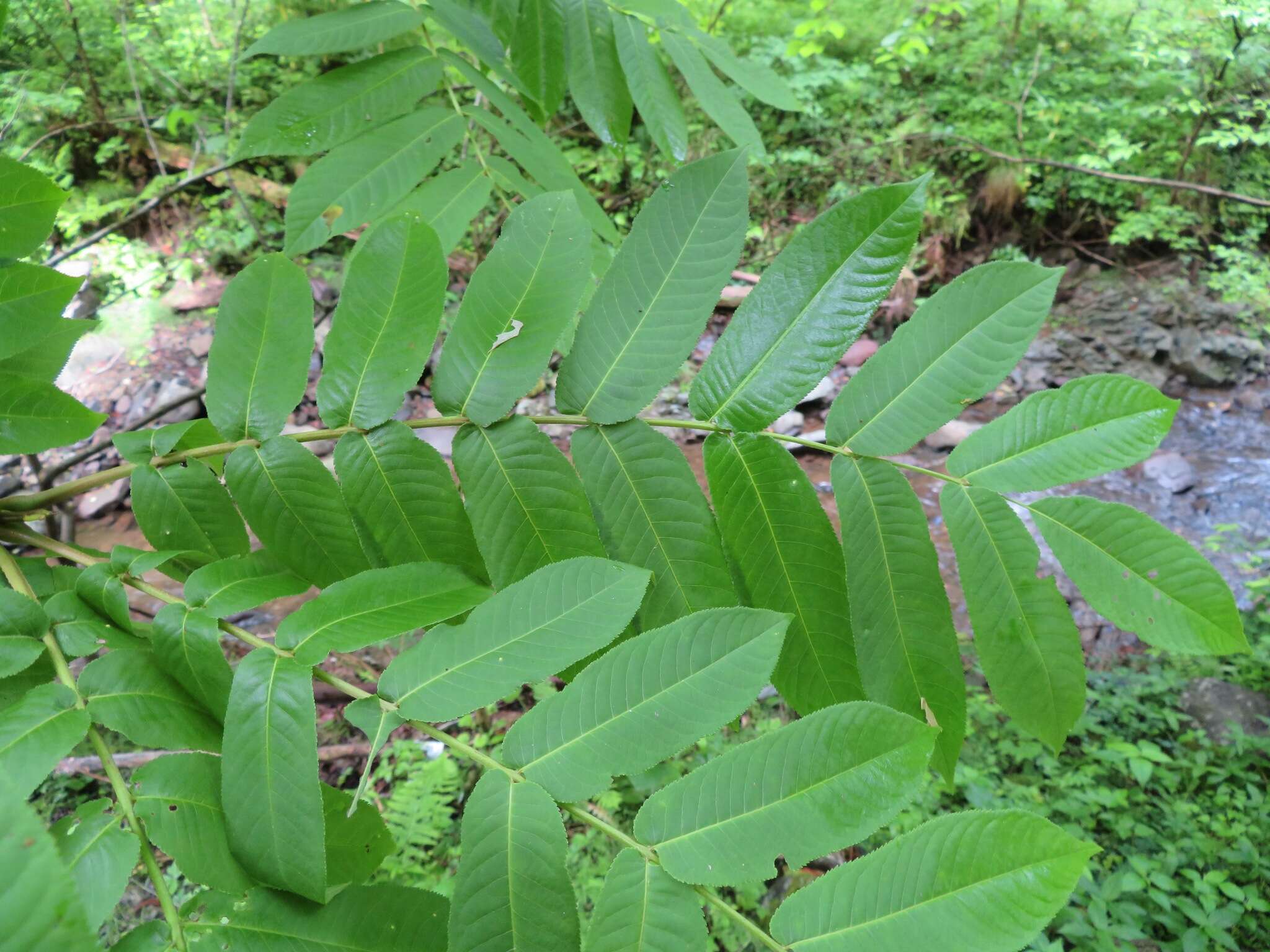 Plancia ëd Pterocarya rhoifolia Sieb. & Zucc.