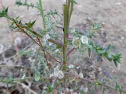 Kali tragus (L.) Scop.的圖片