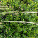 Image of Austrostipa nivicola (J. H. Willis) S. W. L. Jacobs & J. Everett