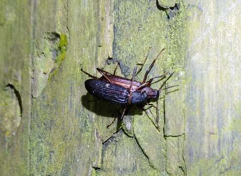 Image of Darkling beetle