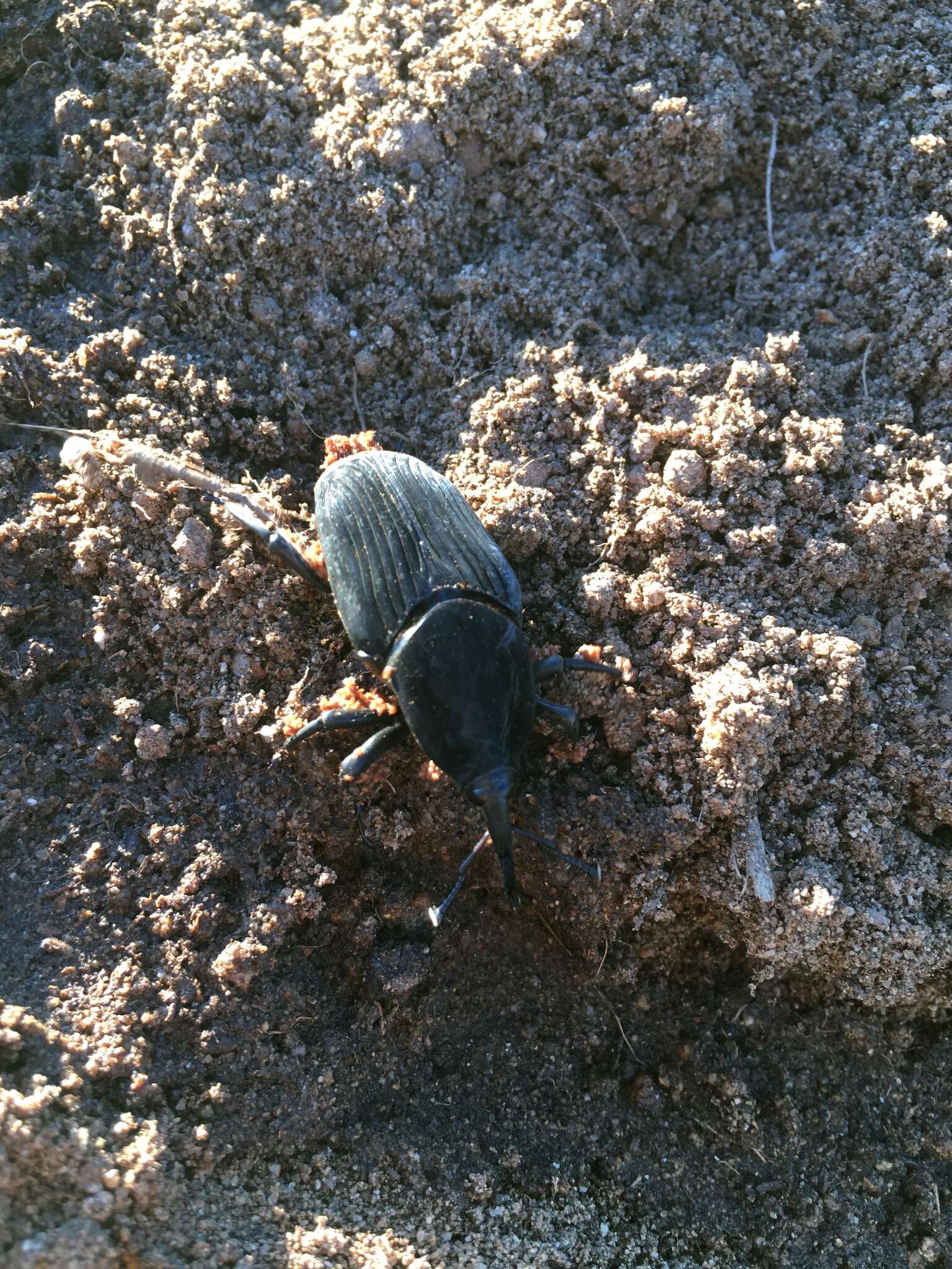 Image of Palm weevil