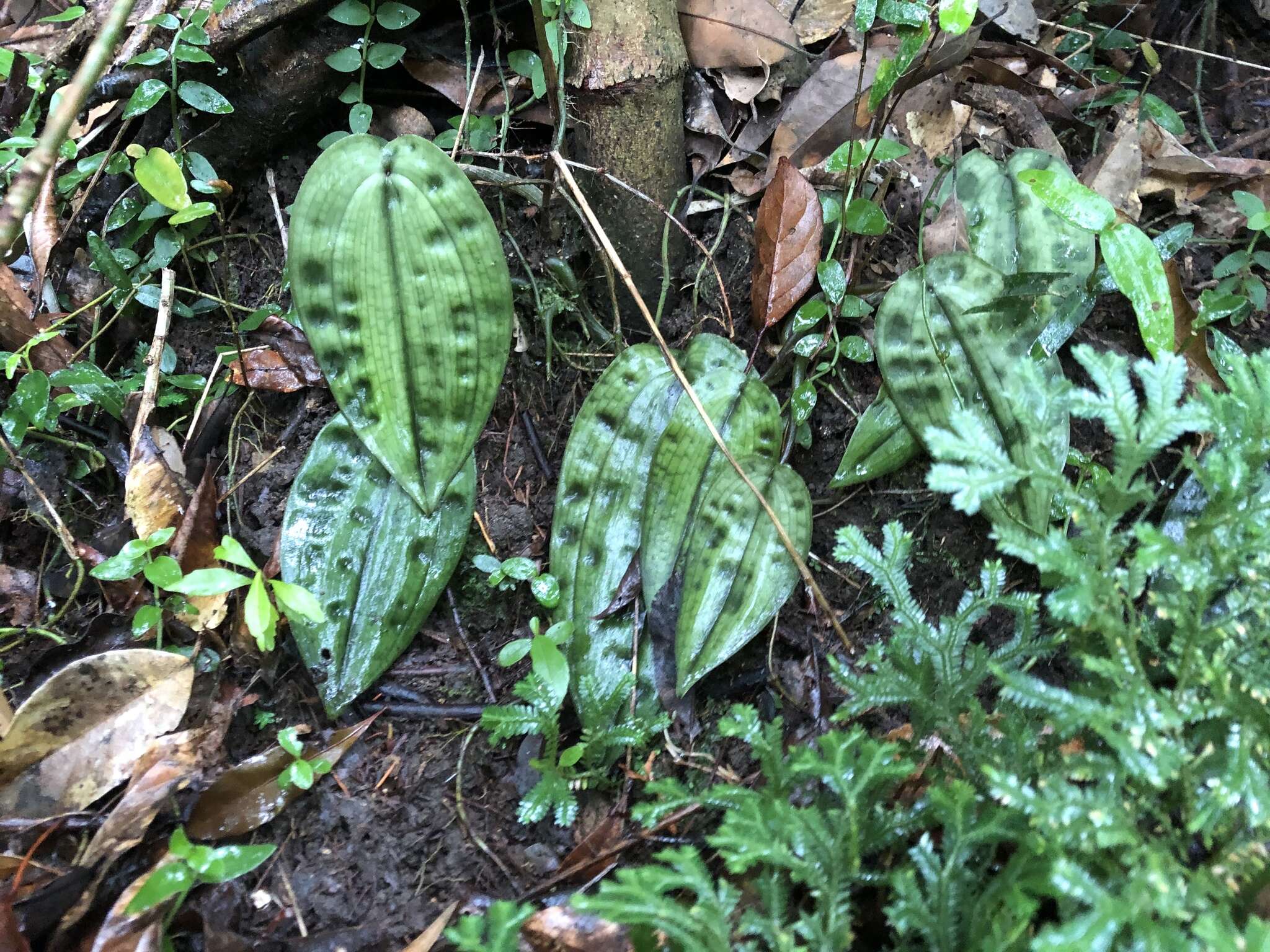 Imagem de Tainia cordifolia Hook. fil.