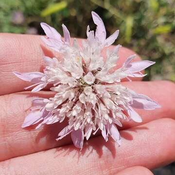 صورة Sixalix atropurpurea subsp. maritima (L.) Greuter & Burdet