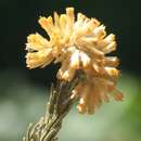 Image of Helichrysum hamulosum DC.