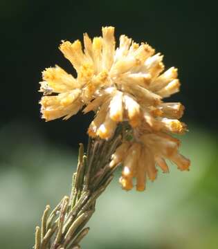 Слика од Helichrysum hamulosum DC.