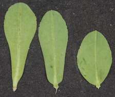 Image of Texas spurge