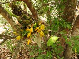 Image of Sweet scented Lycaste