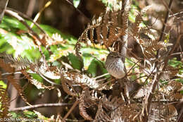 Image of Inland Thornbill