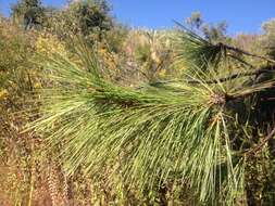 Image of Pinus leiophylla var. leiophylla