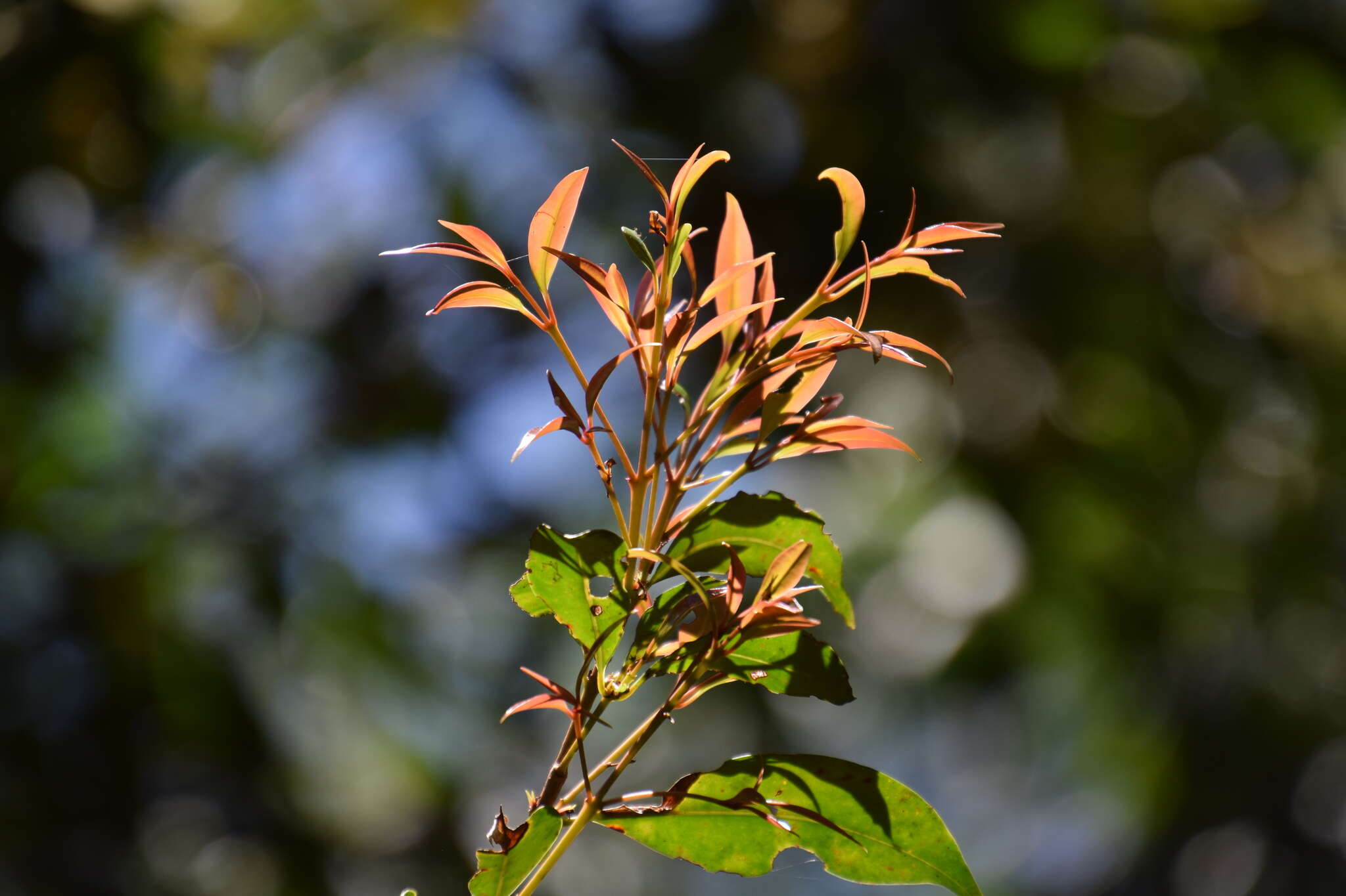 Image of Blue Cherry