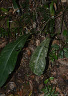 Image of Anthurium urvilleanum Schott