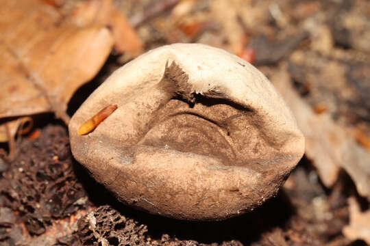 Image of Red-brown Earthstar