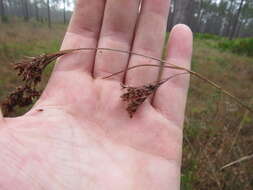 Image of Elliott's Beak Sedge