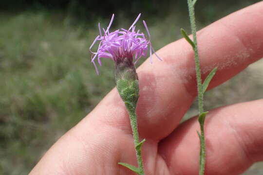 Image of branched blazing star