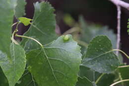 Image of Taphrina populi-salicis Mix 1947