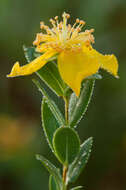 Imagem de Hypericum edisonianum (Small) P. Adams & N. Robson