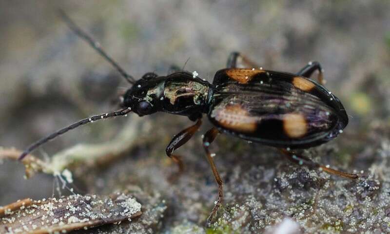 Image of Bembidion (Nepha) genei Küster 1847