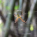 Image of Leucauge wulingensis Song & Zhu 1992