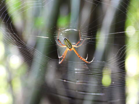 Image of Leucauge wulingensis Song & Zhu 1992