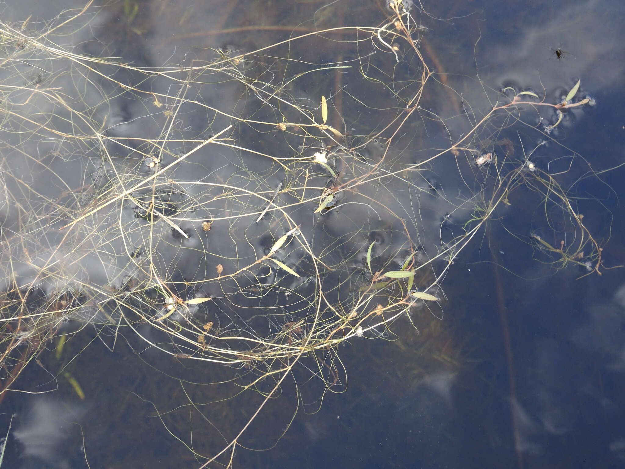 Image of Snail-Seed Pondweed