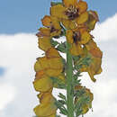 Image of Verbascum georgicum Benth.