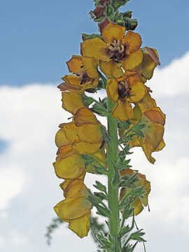 Image of Verbascum georgicum Benth.