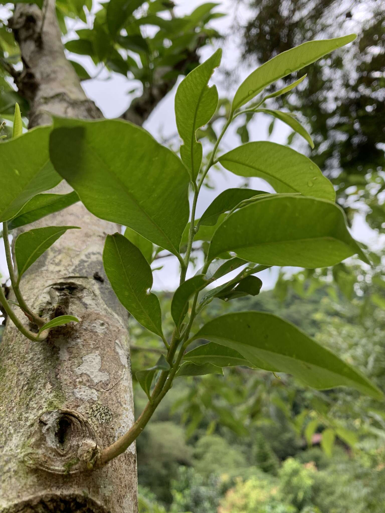 Image of Incense tree