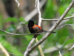 Image of Red-backed Fairy-wren