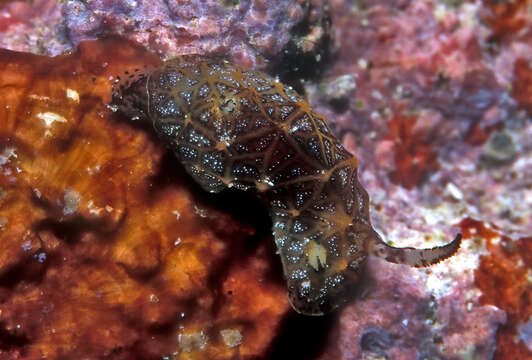 Image of Orange edged ridged black slug