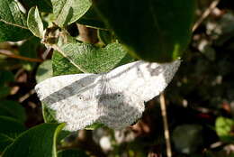 Слика од Scopula incanata Linnaeus 1758