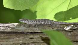 Imagem de Anolis angusticeps Hallowell 1856