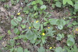 Image de Ranunculus cassubicus L.