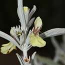 Image of Stachys flavescens Benth.