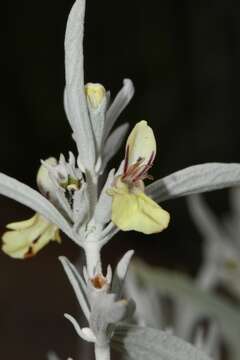 Stachys flavescens Benth. resmi