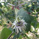 Image of Passiflora porphyretica Mast. ex J. D. Smith