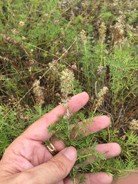 Image of Comanche Peak prairie clover