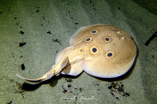 Image of Common Torpedo Ray