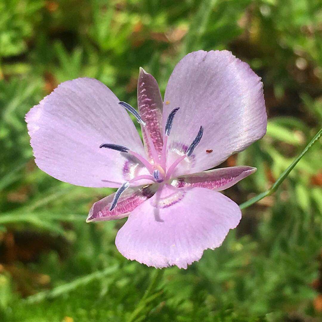 Image de Calochortus nudus S. Watson