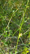 Image of Fewseed sedge