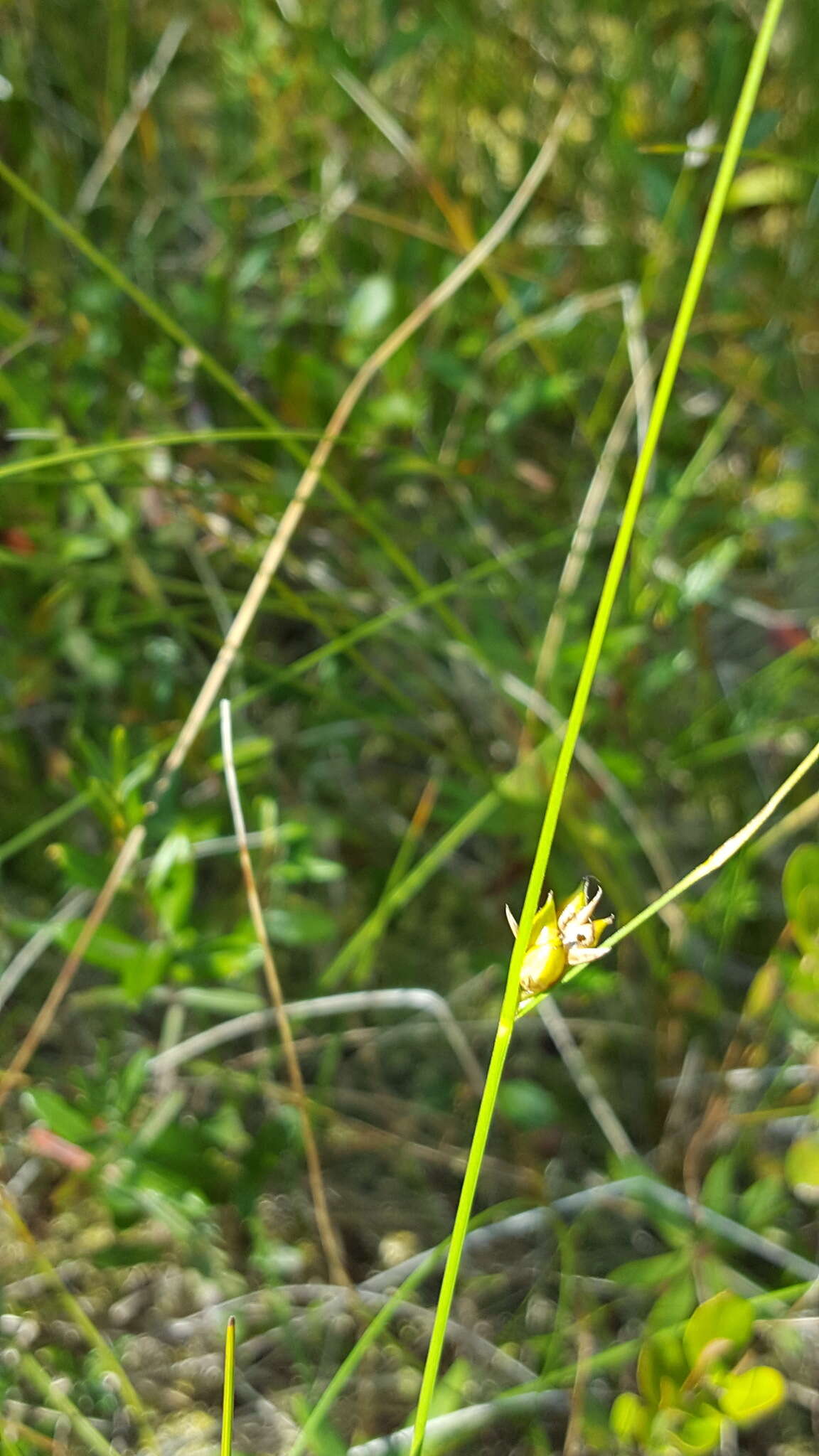 Image of Fewseed sedge